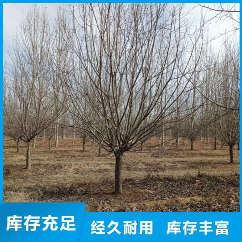 法桐價格現貨供應綠化喬木