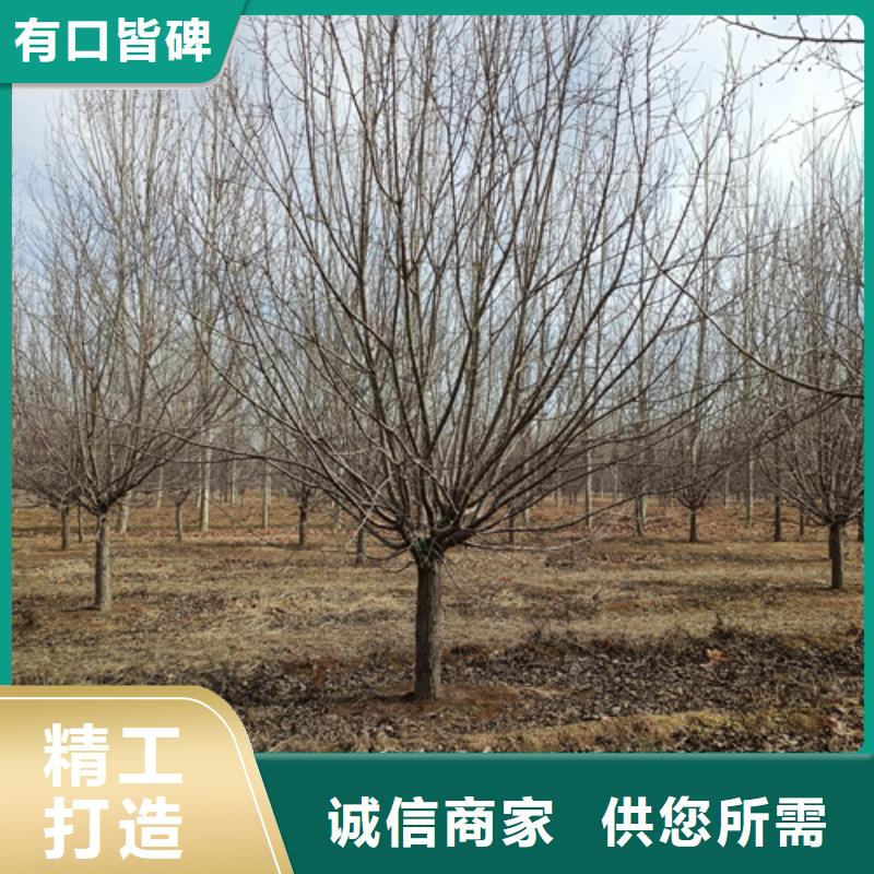 速生法桐現貨質量好