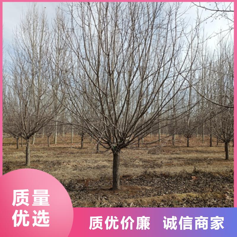 質量合格的速生法桐生產廠家