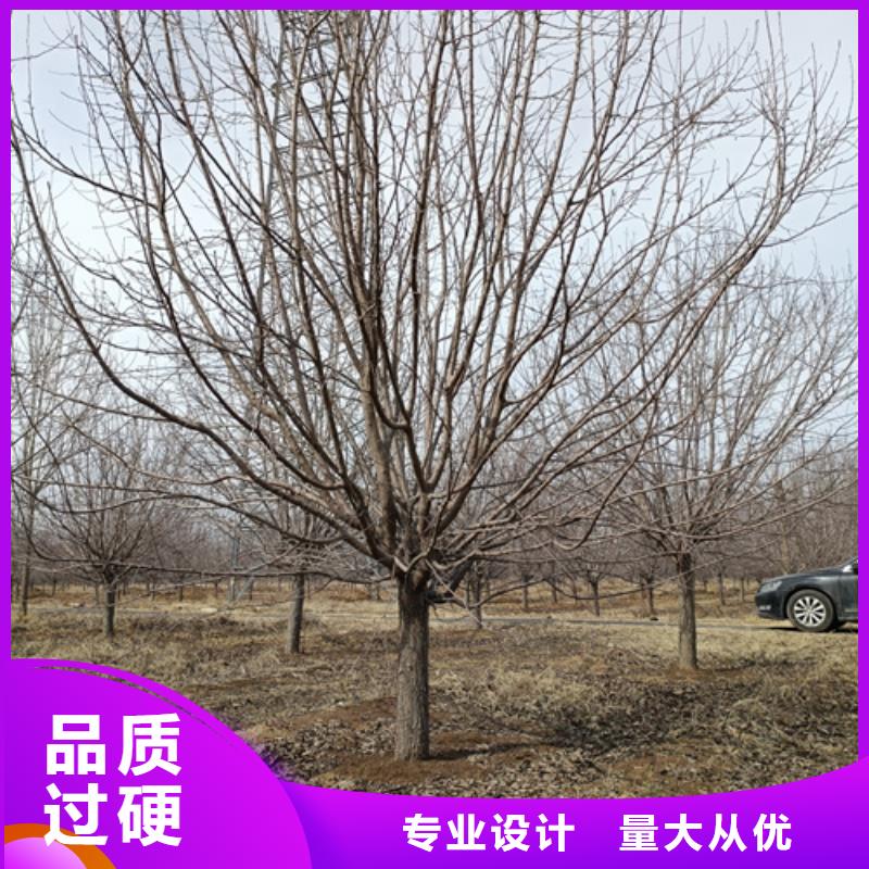 造型法桐現貨報價綠化苗木