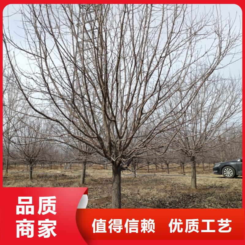法桐小苗價(jià)格公道