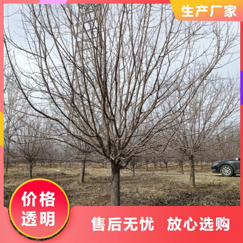 法桐歡迎來電綠化喬木