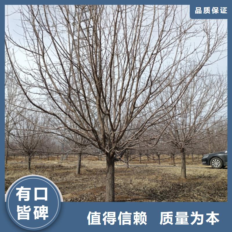 各種規格法桐基地綠化喬木