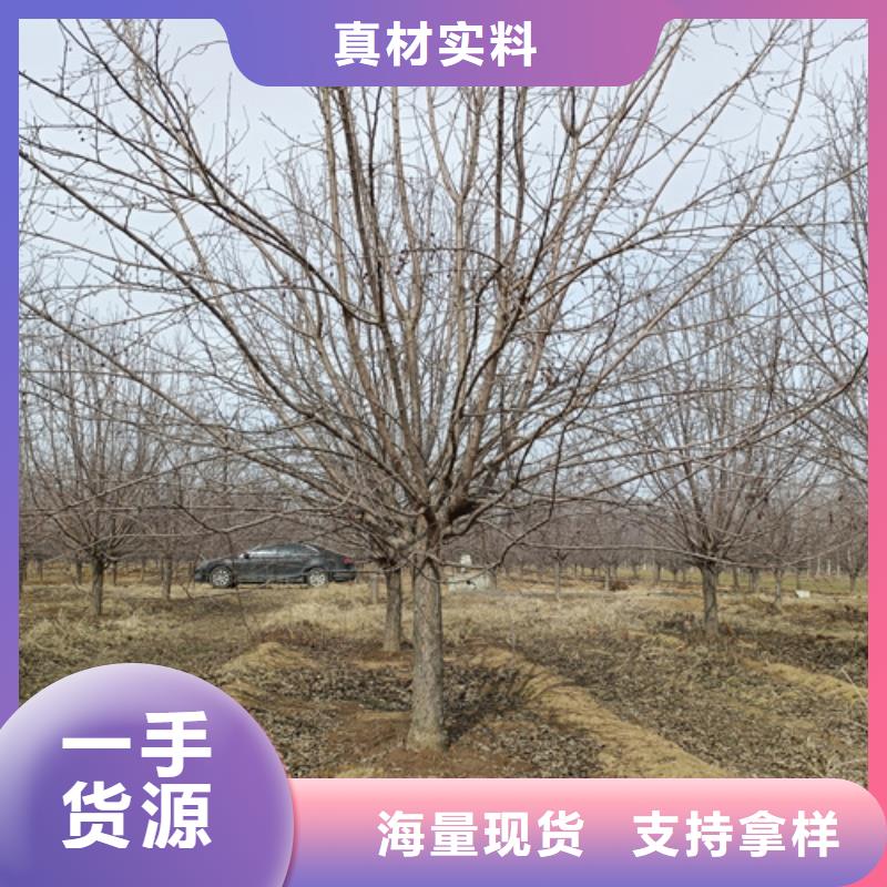 法桐承諾守信綠化苗木