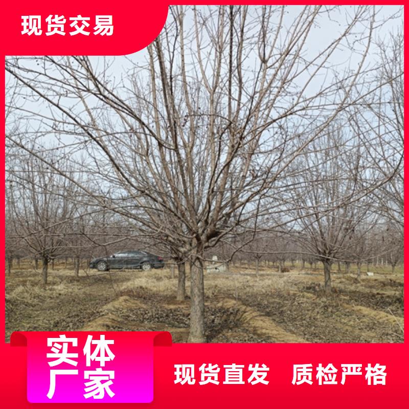造型法桐放心選擇苗木基地