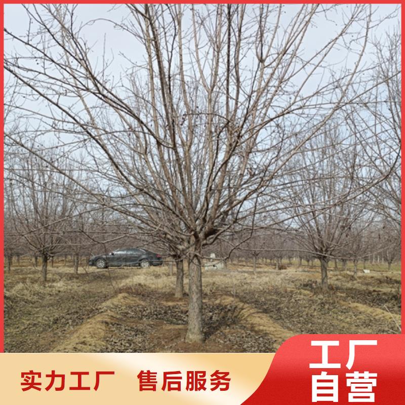 法桐價格暢銷全國綠化苗木
