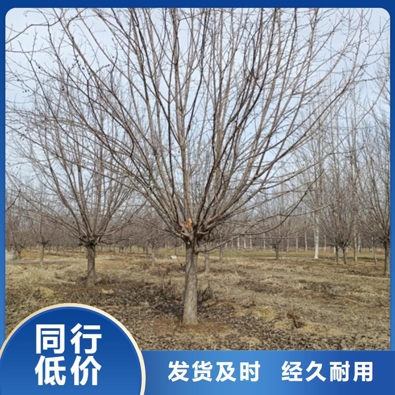法桐小苗現貨供應_規格全