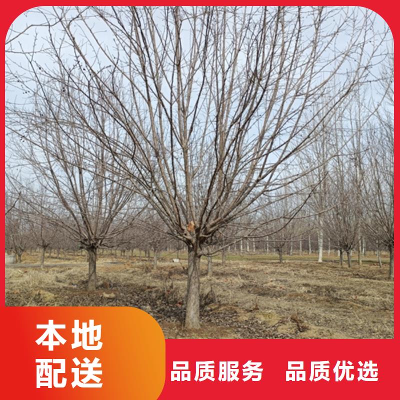 法桐金葉白蠟現貨批發