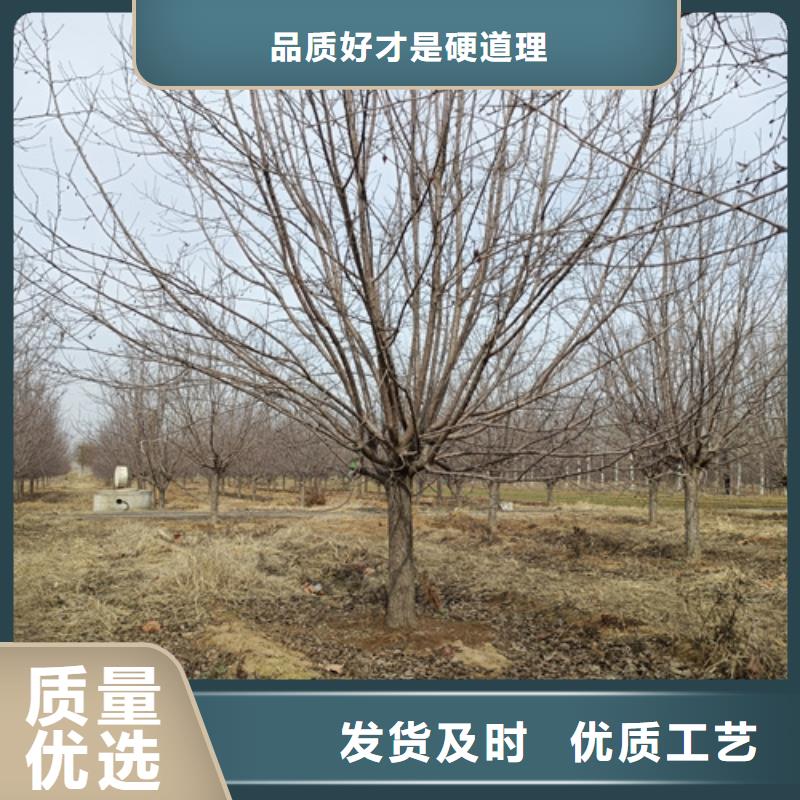 法桐小苗優選廠家