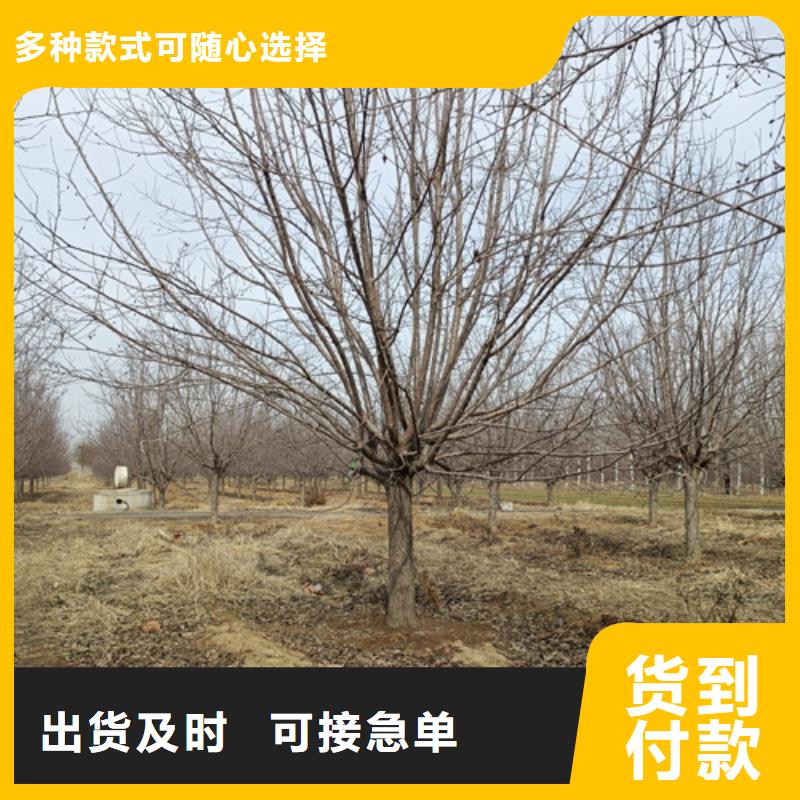 供應法桐行情_優(yōu)質廠家