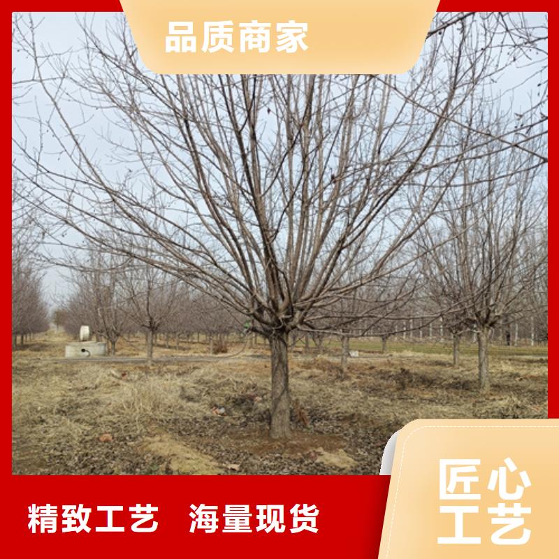 #速生法桐#-價格實惠