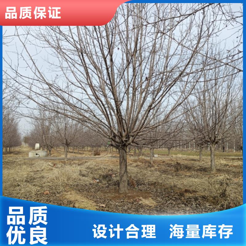 法桐價格低綠化苗木