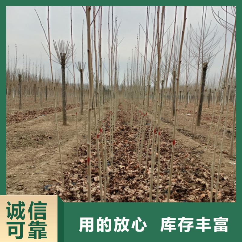 五角枫视频-安徽省淮南市翌昊五角枫可服务区域田家庵|凤台|蚌埠|合肥|巢湖|滁州|宿州|池州等