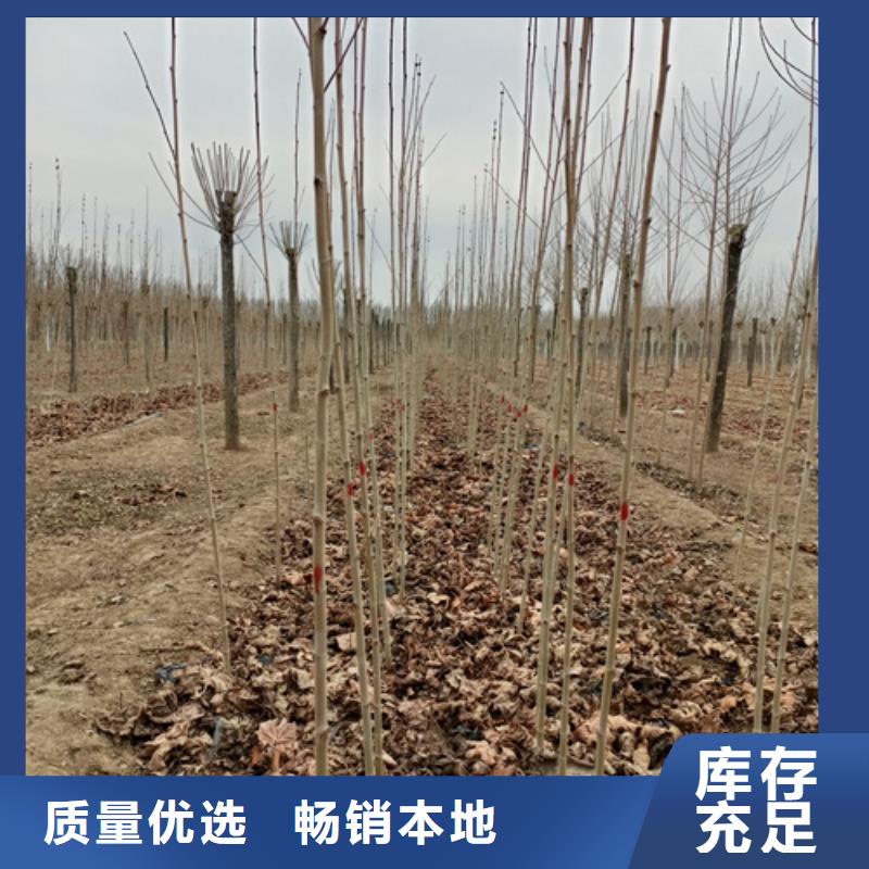 法桐小苗價(jià)格公道