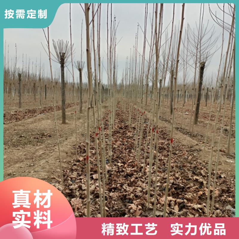 法桐截杆发帽款式多样