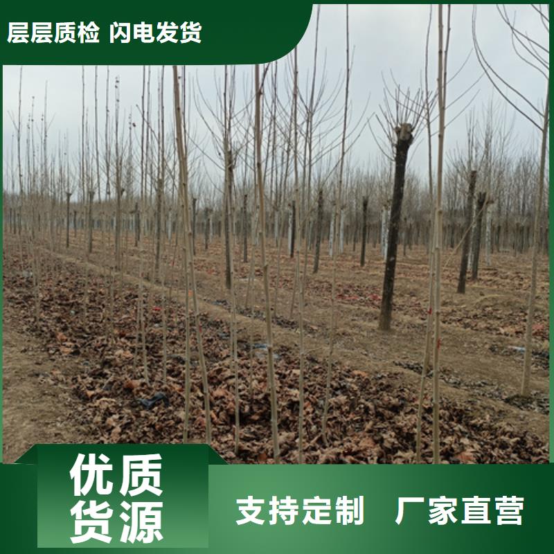速生法桐質量保證綠化苗木