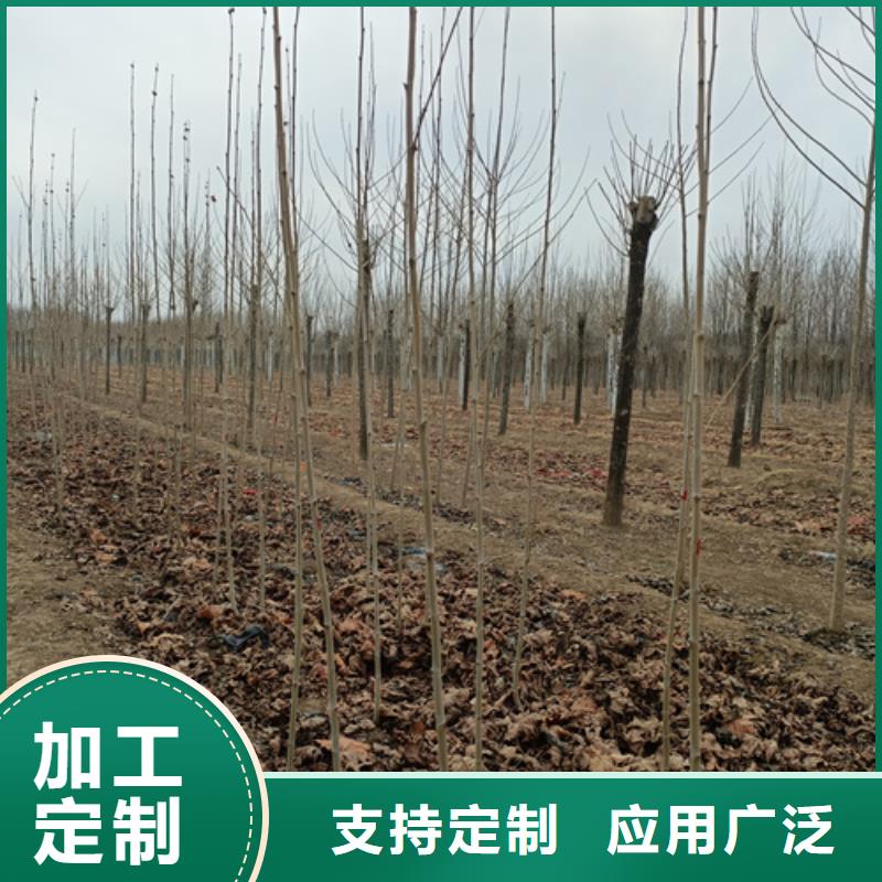 法桐生產技術精湛