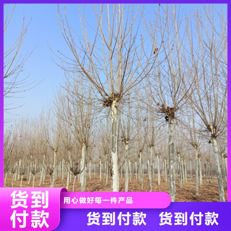 注重速生法桐質量的廠家