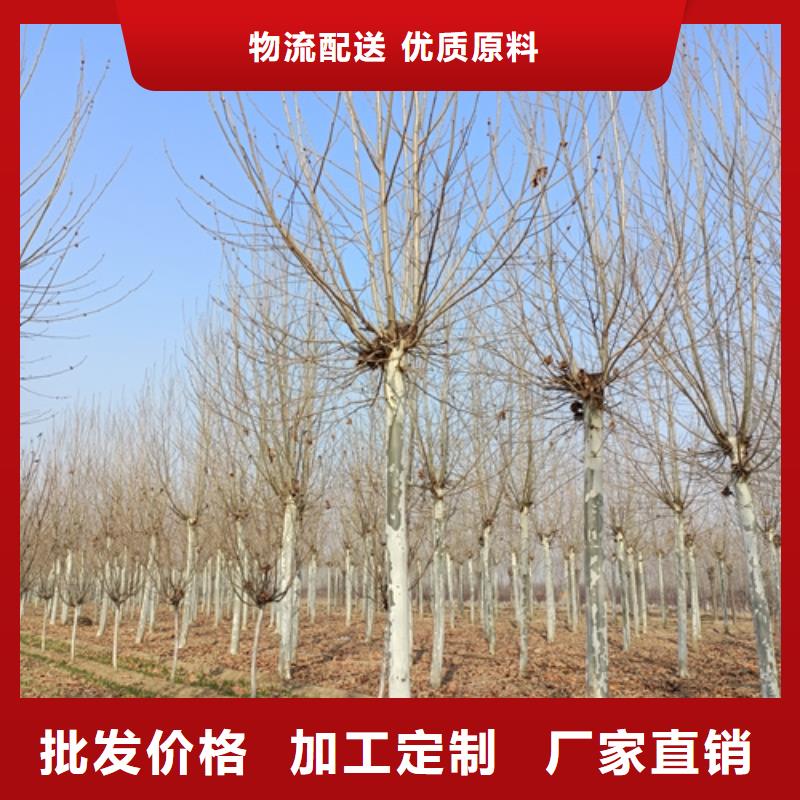 賣速生法桐的公司