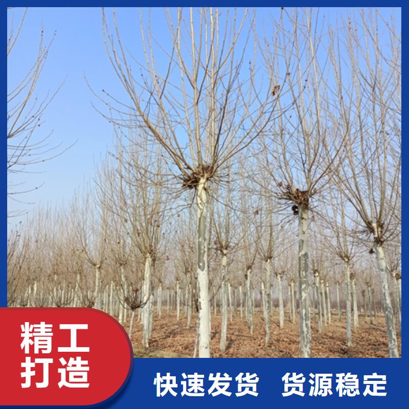法桐價格來電咨詢綠化苗木