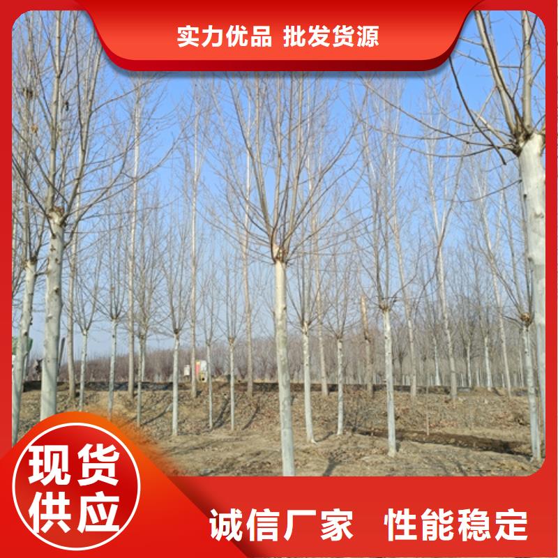 造型法桐按需定制