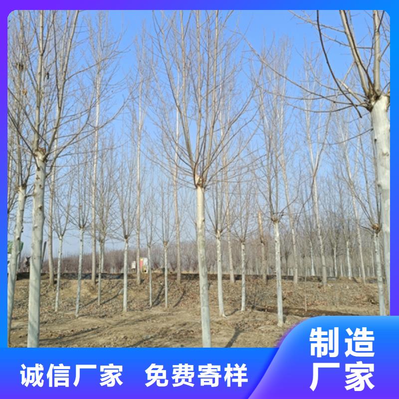 法桐市場批發(fā)價