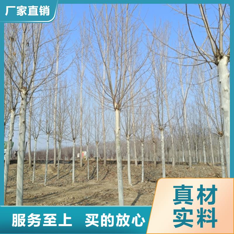 造型法桐現(xiàn)貨質(zhì)量好