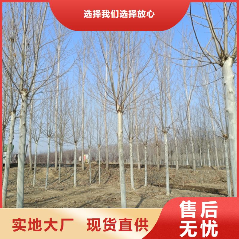 速生法桐放心選擇綠化苗木