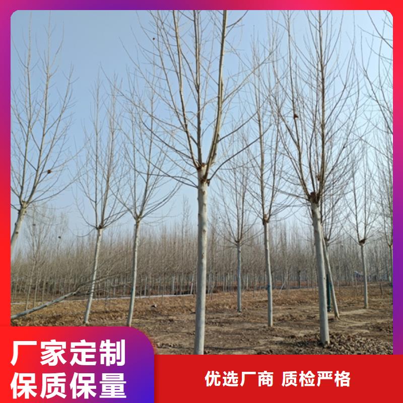 法桐、法桐廠家直銷-價格實惠