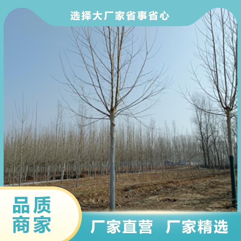 法桐價格歡迎來電綠化喬木