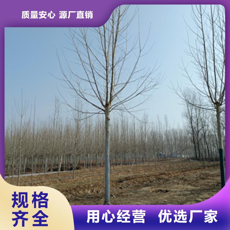 法桐定制