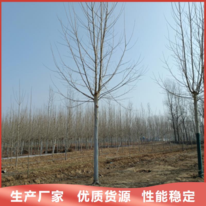 買法桐必看-圖文介紹