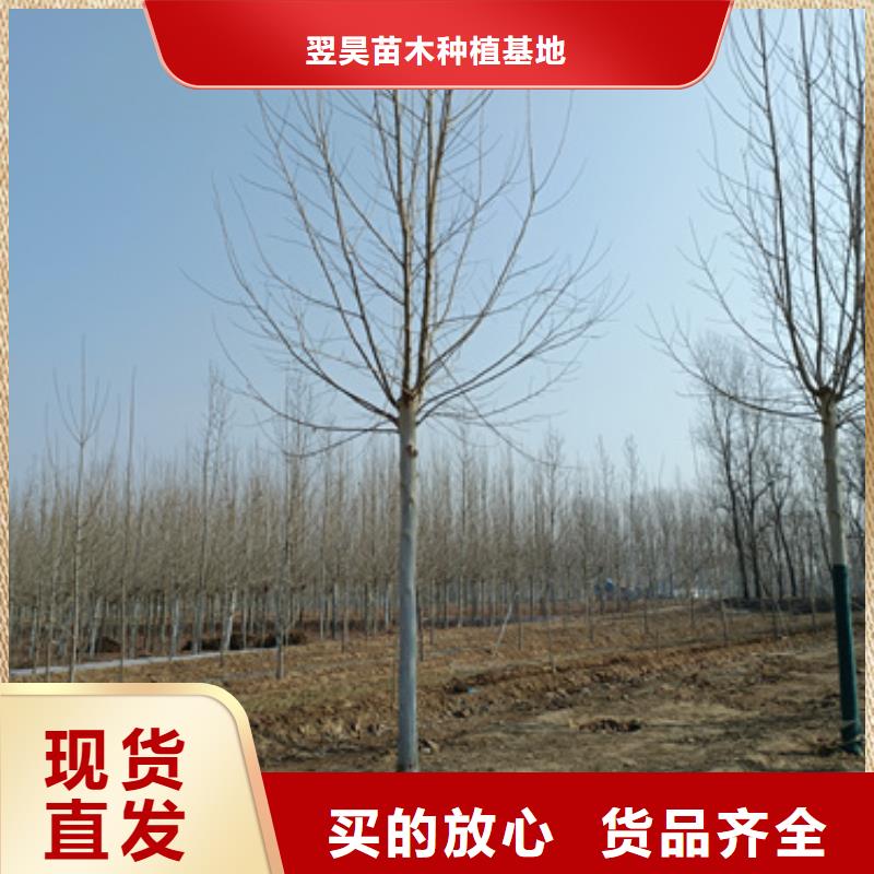 法桐小苗現貨供應_規格全