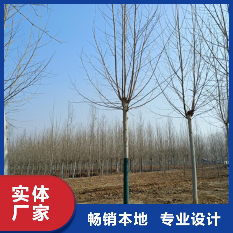 法桐_【金葉白蠟】現貨銷售