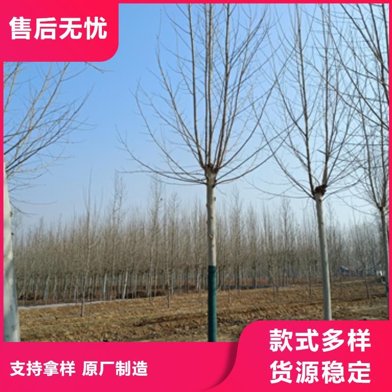 法桐價格歡迎來電綠化喬木