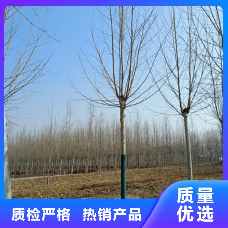 法桐暢銷全國綠化喬木