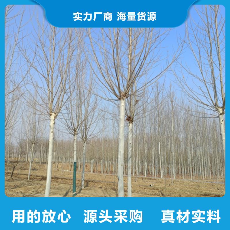 法桐誠(chéng)信經(jīng)營(yíng)現(xiàn)貨現(xiàn)發(fā)