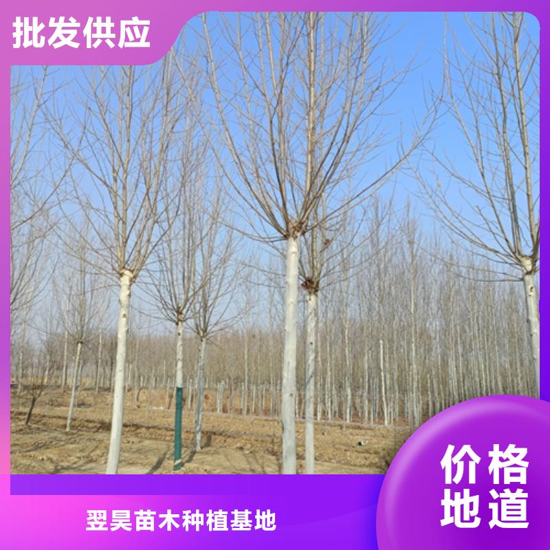 法桐金葉槐24小時下單發貨
