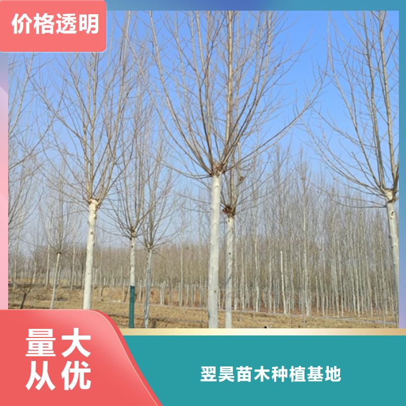 造型法桐產品詳細介紹
