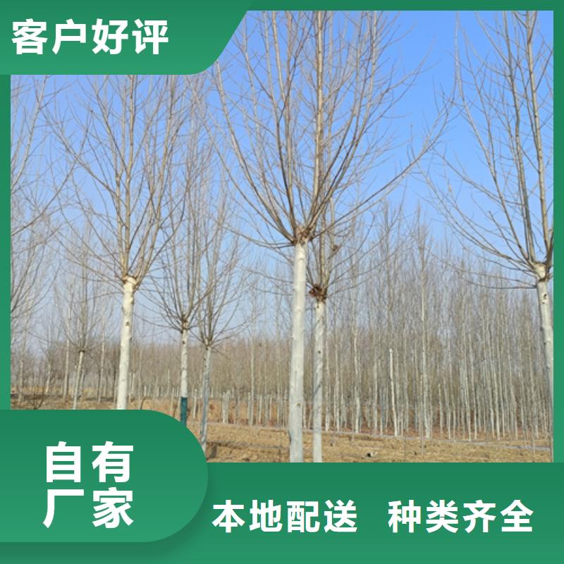 法桐小苗價(jià)格優(yōu)勢大