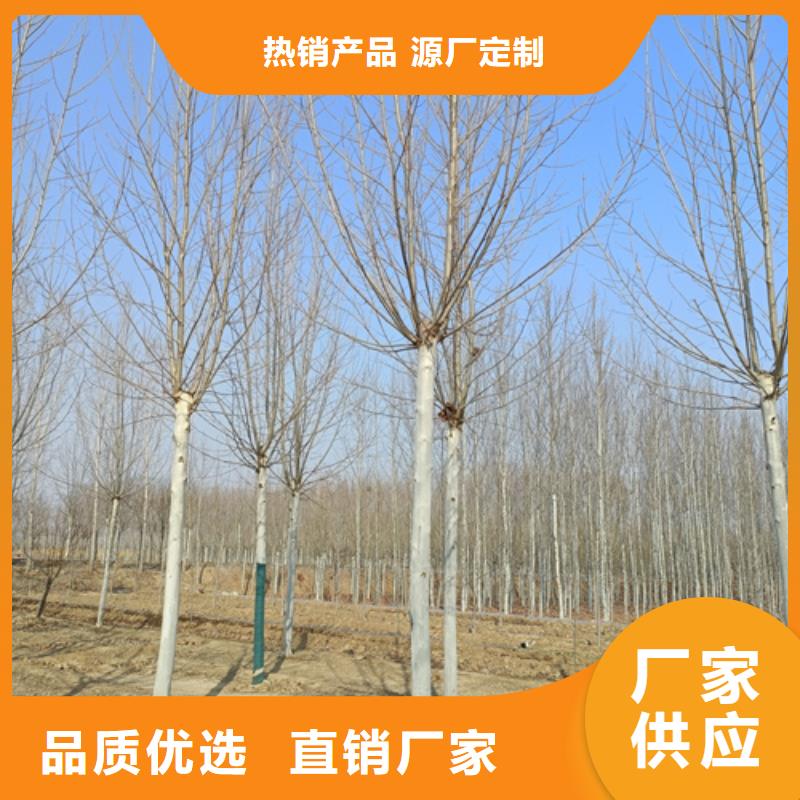 法桐小苗一站式廠家