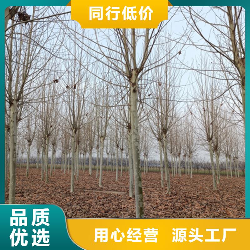 法桐行情廠家款式多樣