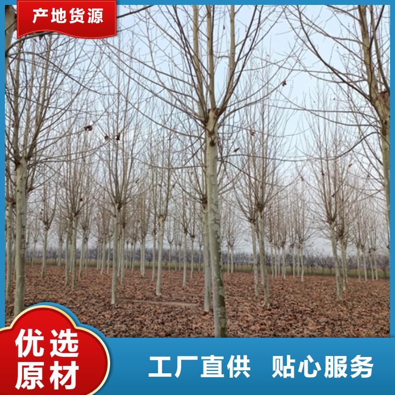 法桐美國紅楓廠家