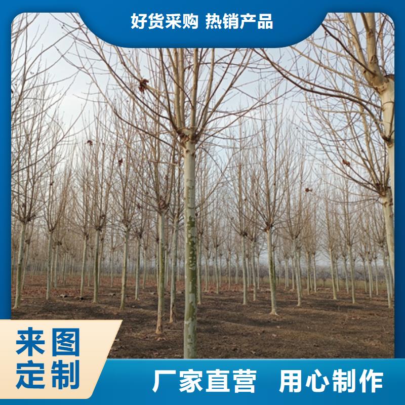 速生法桐出廠報(bào)價(jià)