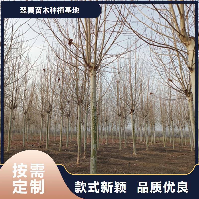 造型法桐放心選擇苗木基地