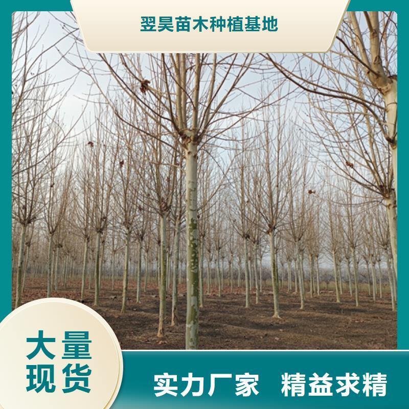 法桐秋紫白蠟現貨充足量大優惠