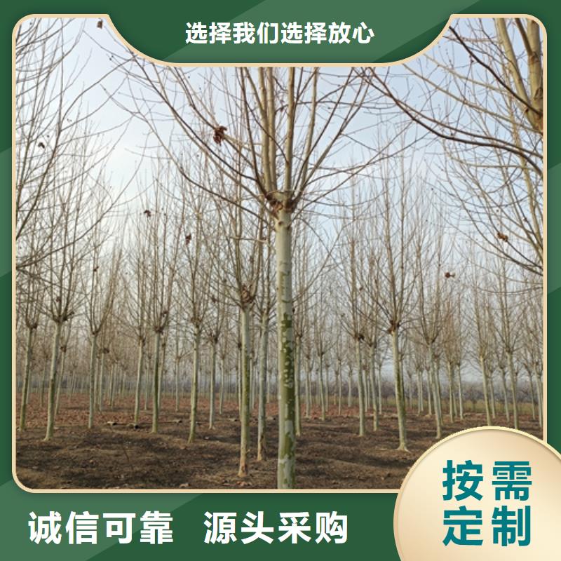 【法桐】美國紅楓24小時下單發(fā)貨