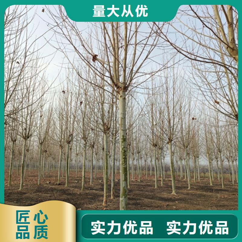 買造型法桐認準大廠家