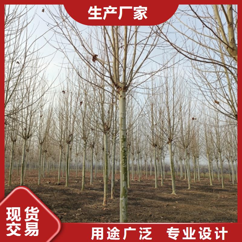 法桐口碑-翌昊苗木種植基地