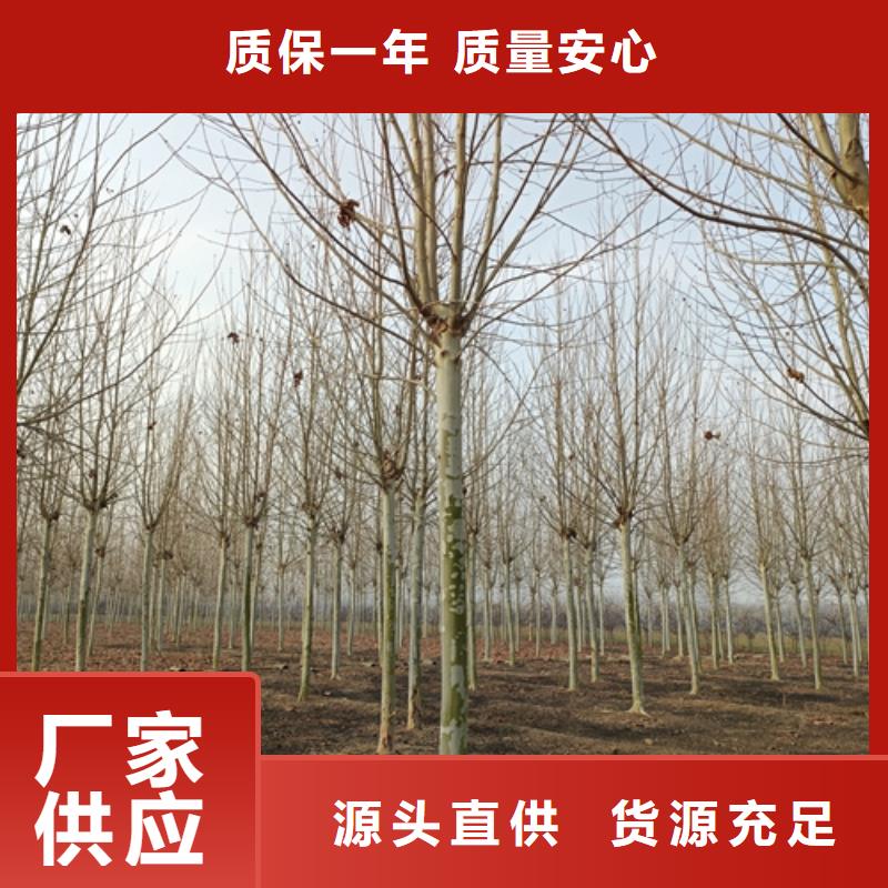 速生法桐放心選擇綠化苗木